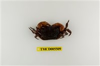 藏品(奧氏後相手蟹)的圖片